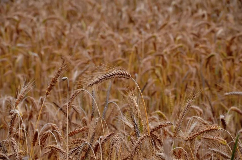 A field of ripe wheat ready for harvest